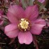 Helleborus orientalis "Will's Rote Rusche"