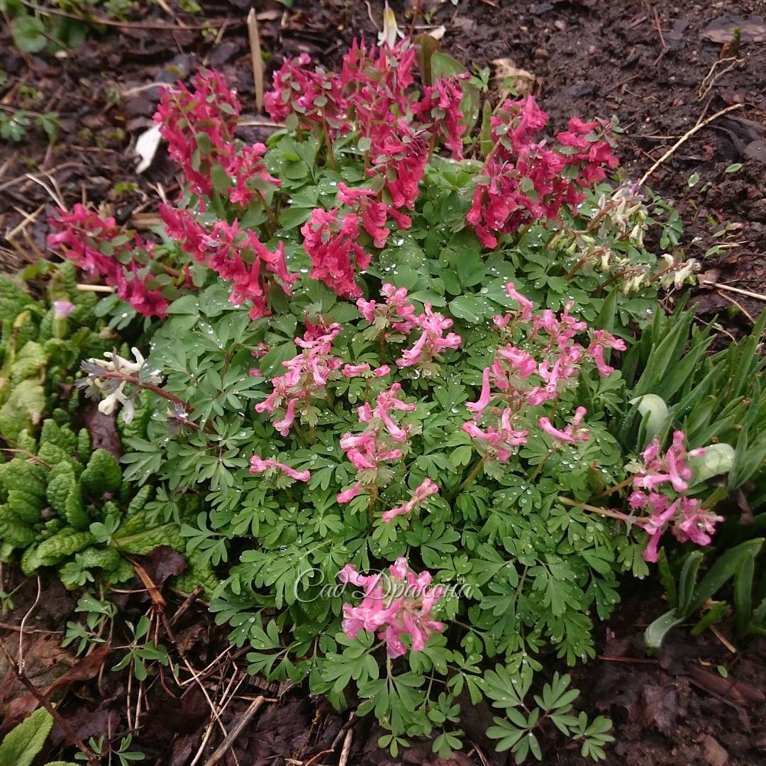 Corydalis in the rain ?. Хохлатки.