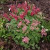 Corydalis in the rain ☔. Хохлатки.