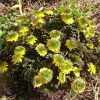 Адонис амурский "Sandazaki". 🌻 Сорт из Японии.
