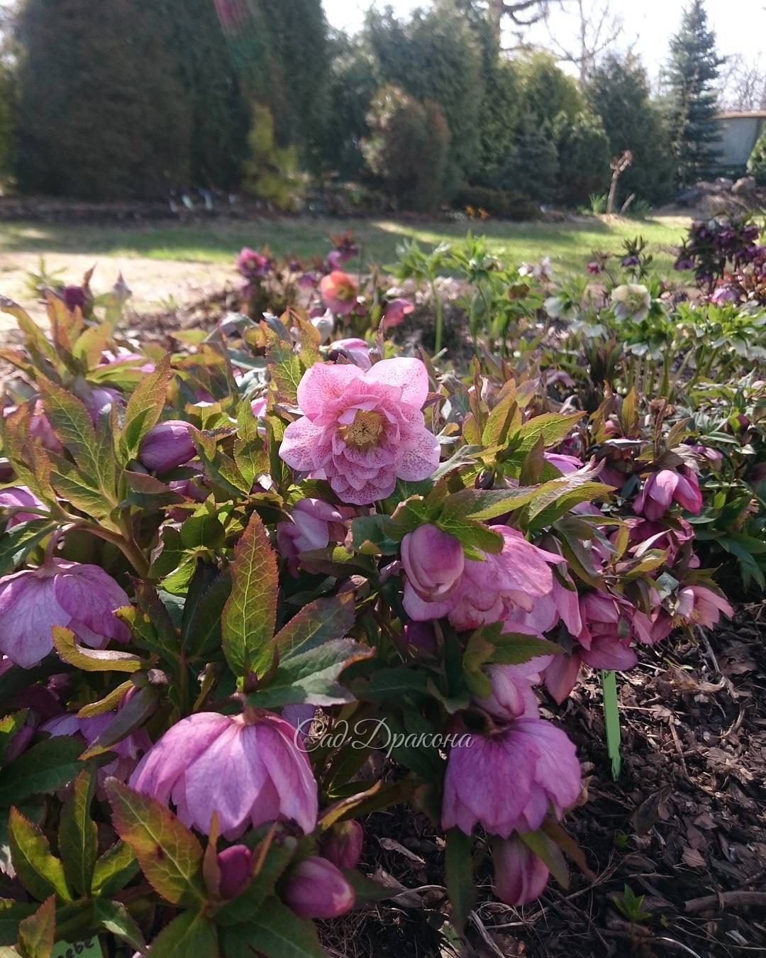 Helleborus orientalis "Phoebe"