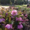 Helleborus orientalis "Phoebe"