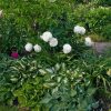 Неизвестный сорт. Поздний, цвёл 21 июня 2016 г.