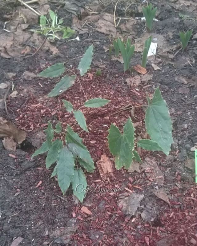 Горянка (Epimedium wushanense nova) и другие растения, листья которых зимуют под снегом (вечнозелёные) 🌿🌱🍀 @ Сад Дракона - частный ботанический сад