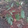 Горянка (Epimedium wushanense nova) и другие растения, листья которых зимуют под снегом (вечнозелёные) 🌿🌱🍀 @ Сад Дракона - частный ботанический сад