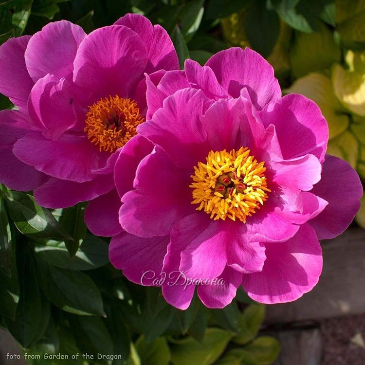 "Magenta Gem" - ещё один невысокий пион от Клемма. (Klehm 1995г.) @ Сад Дракона - частный ботанический сад