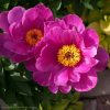 "Magenta Gem" - ещё один невысокий пион от Клемма. (Klehm 1995г.) @ Сад Дракона - частный ботанический сад