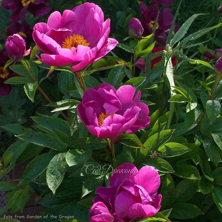Цветок двухрядный, насыщенного розового цвета с тонами синего. "Magenta Gem" (Klehm 1995г.)