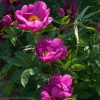 Цветок двухрядный, насыщенного розового цвета с тонами синего. "Magenta Gem" (Klehm 1995г.)
