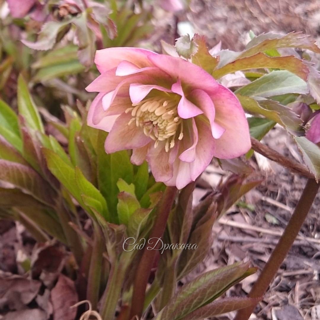 Helleborus Torquartus - hybrid "Schneeule"
