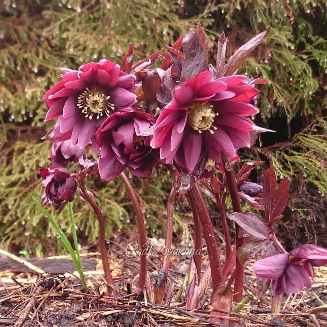 Helleborus orientalis hybrid "Kingston Kardinal" @ Сад Дракона - частный ботанический сад