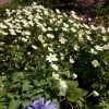 Сегодня зацвели анемоны дубравные.