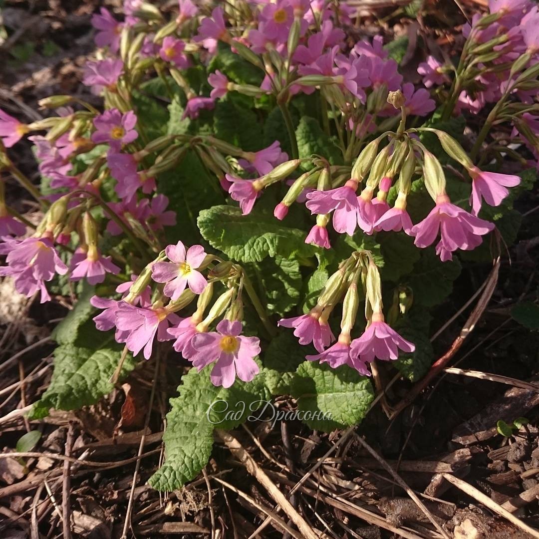 Primula veris. ? Примула весенняя, жёлтенькая, что растёт у нас по лугам, её ещё называют "баранчики" ?. Это её сорт с приглушенно-розовыми цветами.
