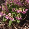 Primula veris. 🌸 Примула весенняя, жёлтенькая, что растёт у нас по лугам, её ещё называют "баранчики" 🐏. Это её сорт с приглушенно-розовыми цветами.
