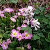 В примуле выросла хохлатка.🌸🌱😀💚