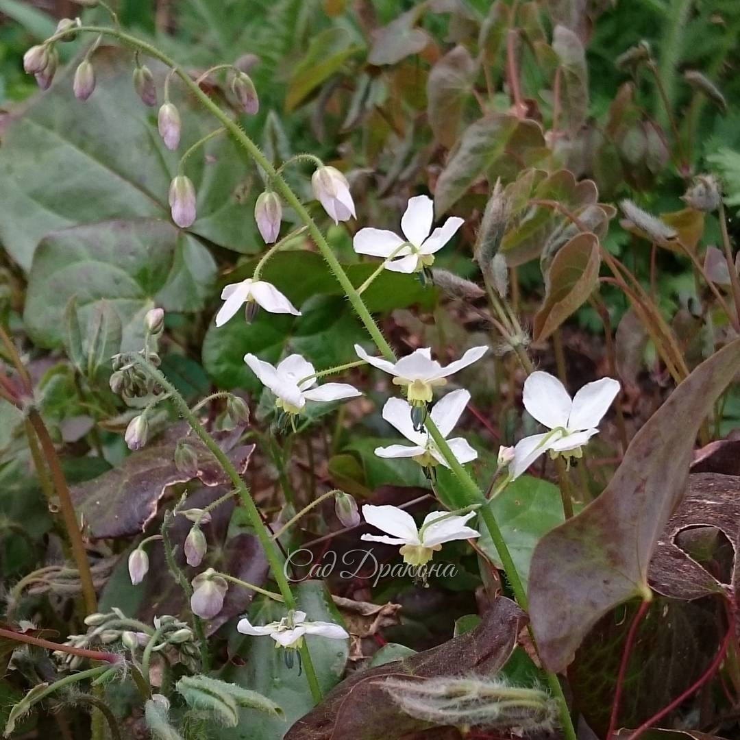 Сегодня зацвела первая горянка (Epimedium). К сожалению, мы не знаем её вида и сорта. Она всегда зацветает раньше всех нежно-сиреневыми цветочками, которые быстро становятся белыми. Её кожистые листья зимуют, становясь очень тёмными при первых морозах.