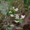 Сегодня зацвела первая горянка (Epimedium). К сожалению, мы не знаем её вида и сорта. Она всегда зацветает раньше всех нежно-сиреневыми цветочками, которые быстро становятся белыми. Её кожистые листья зимуют, становясь очень тёмными при первых морозах.