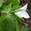 Ещё открыл первый цветок триллиум камчатский. 🌿🌿🌿🌿🌿 Trillium camschatsens 💚