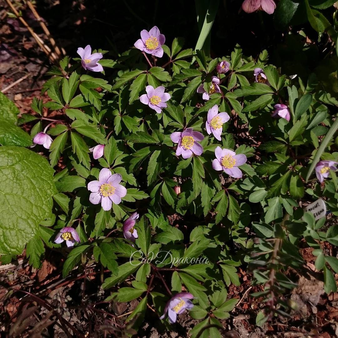 Анемона дубравная, сорт "Blue Beauty" ?????? Anemone nemorosa "Blue Beauty"
