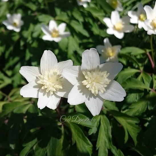 Анемона дубравная "Vestal" с махровой серединкой. ??? Anemone nemorosa "Vestal" ?