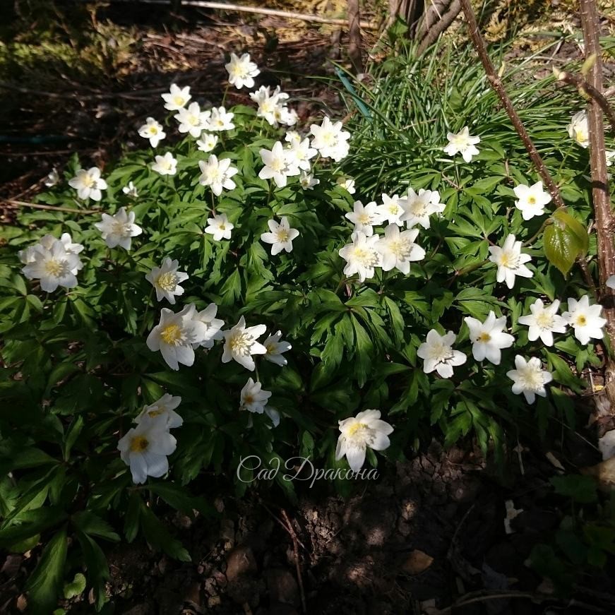 Анемона дубравная "Vestal" с махровой серединкой. ??? Anemone nemorosa "Vestal" ?