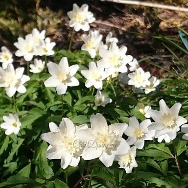 Анемона дубравная "Vestal" с махровой серединкой. ??? Anemone nemorosa "Vestal" ?