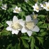 Анемона дубравная "Vestal" с махровой серединкой. 🌱🌱🌱 Anemone nemorosa "Vestal" 💚