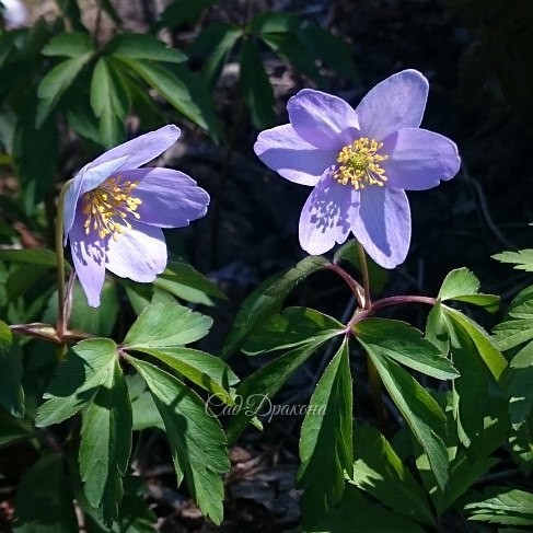 Вчера зацвела голубая анемона робинсона - Anemone Robinsoniana. ? Некоторые цветочки ещё в бутонах. ?