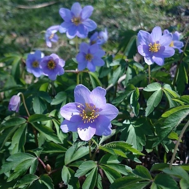 Вчера зацвела голубая анемона робинсона - Anemone Robinsoniana. ? Некоторые цветочки ещё в бутонах. ?