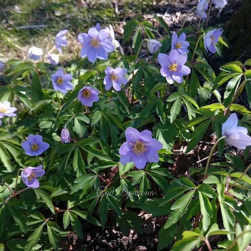 Вчера зацвела голубая анемона робинсона - Anemone Robinsoniana. ? Некоторые цветочки ещё в бутонах. ?
