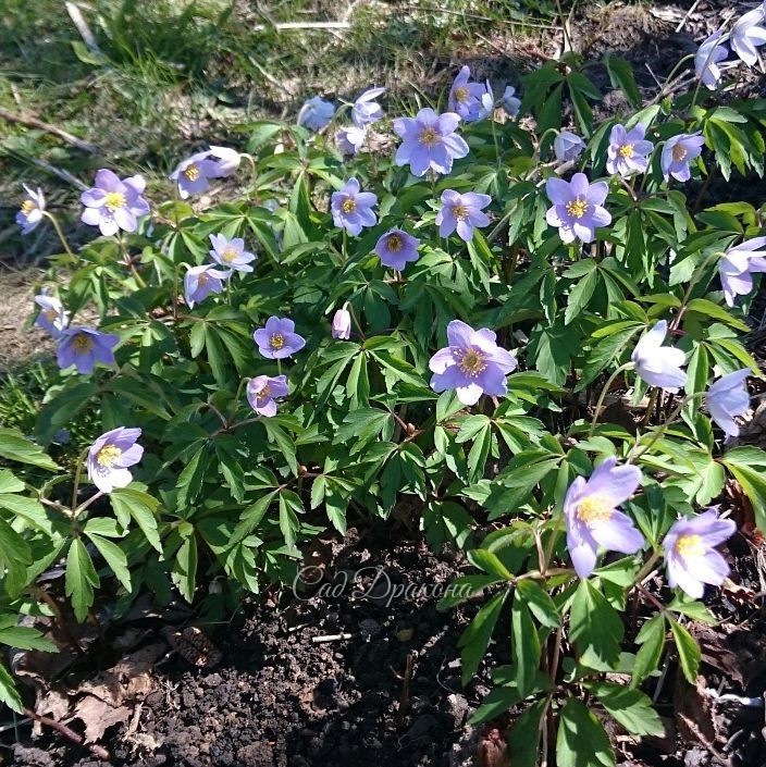Вчера зацвела голубая анемона робинсона - Anemone Robinsoniana. ? Некоторые цветочки ещё в бутонах. ?