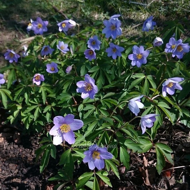 Вчера зацвела голубая анемона робинсона - Anemone Robinsoniana. ? Некоторые цветочки ещё в бутонах. ?