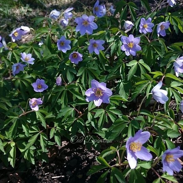 Вчера зацвела голубая анемона робинсона - Anemone Robinsoniana. ? Некоторые цветочки ещё в бутонах. ?
