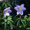 Вчера зацвела голубая анемона робинсона - Anemone Robinsoniana. 💙 Некоторые цветочки ещё в бутонах. 💜