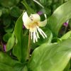 Сегодня зацвёл кандык "White Beauty". 💚💚💚 Today blossomed erytronium "White Beauty"