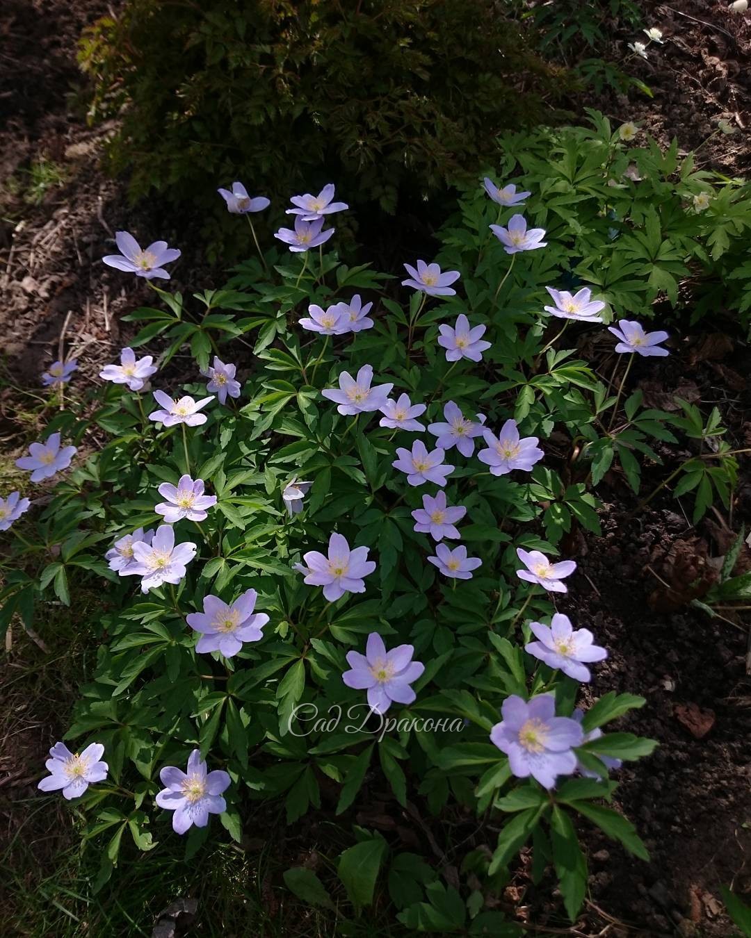 Anemone Robinsoniana. ? Голубая анемона Робинсона.?