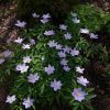 Anemone Robinsoniana. 💙 Голубая анемона Робинсона.💙