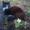 Кот и анемон 🐱🌱😉 Анемона, кстати - это мутация обычной анемоны дубравной "Flore Plena". Интересно будет понаблюдать, устойчива ли она?