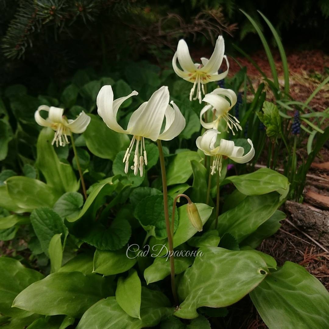 Кандык "White Beauty" ????Erytronium "White Beauty" ???