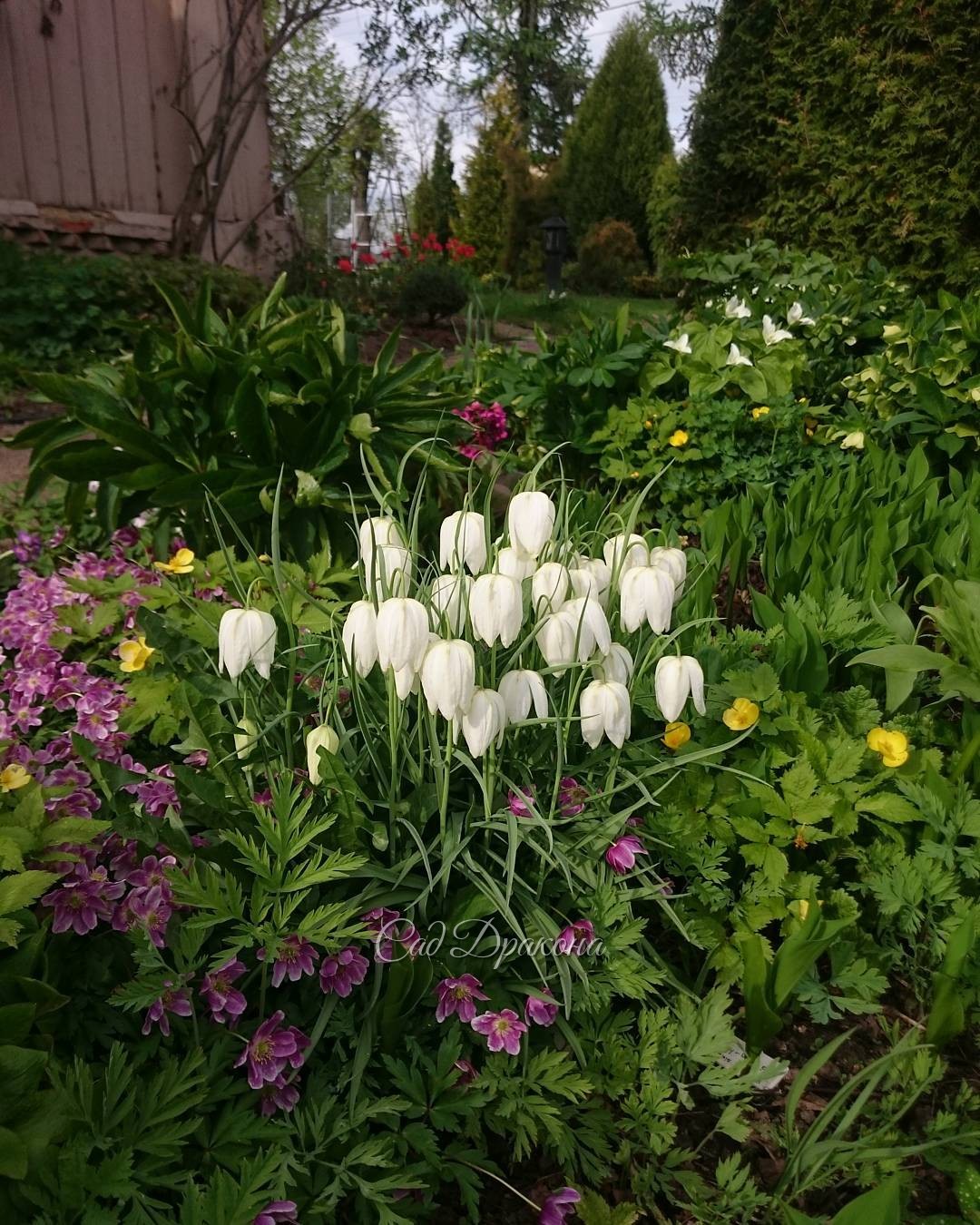 В центре рябчик шахматный, белоцветковая форма "Альба". Fritillaria meleagris var Alba