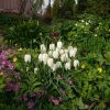 В центре рябчик шахматный, белоцветковая форма "Альба". Fritillaria meleagris var Alba