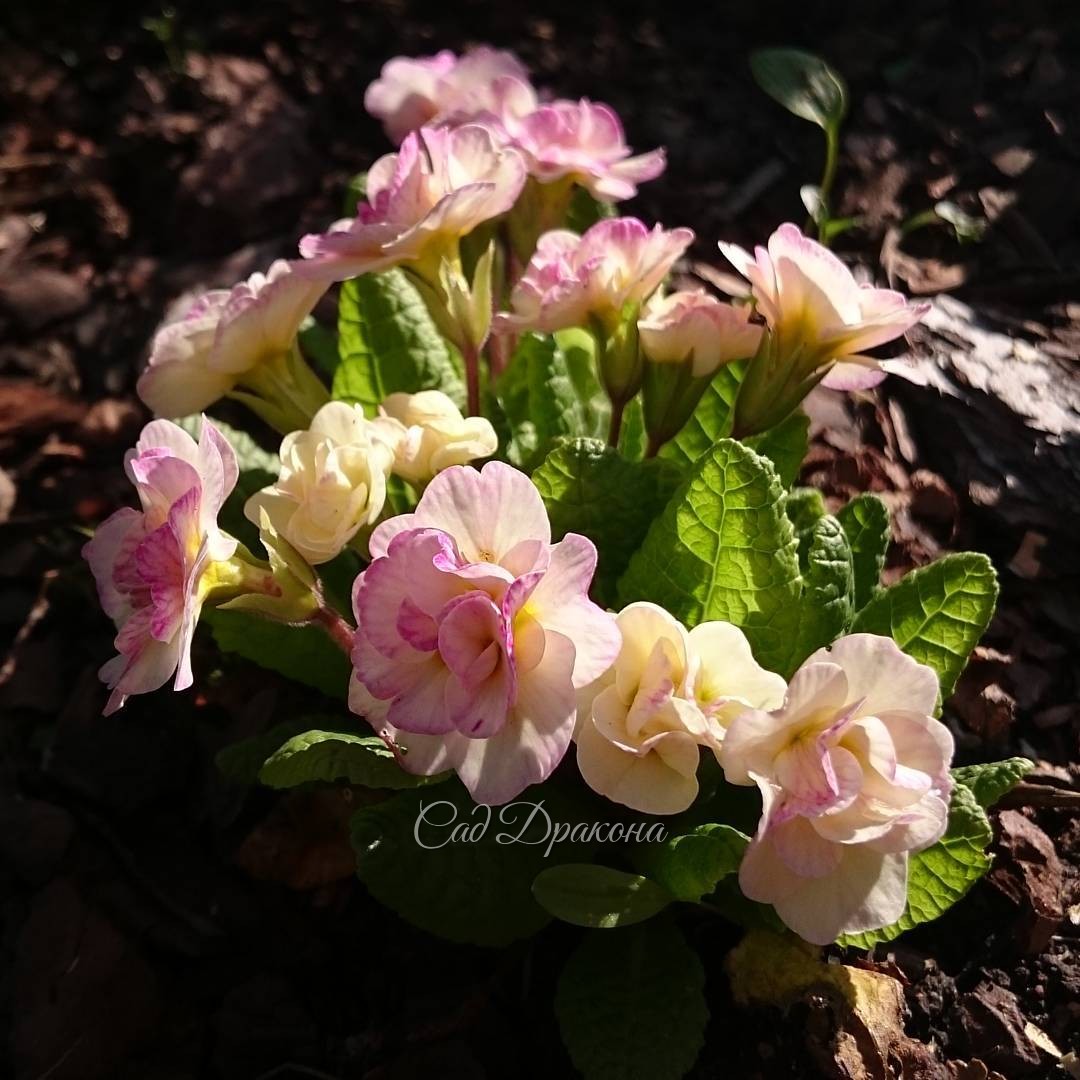 Примула из серии "Bellarina". Они все махровые. Эта - "Bellarina Pink" ?