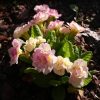 Примула из серии "Bellarina". Они все махровые. Эта - "Bellarina Pink" 💮