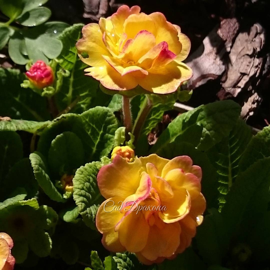 Расцветка этой примулы и впрямь, как у нектарина. ? ? ? ? Primula vulgaris "Bellarina Nectarine"