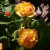 Расцветка этой примулы и впрямь, как у нектарина. 🍑 😄 💚 🌱 Primula vulgaris "Bellarina Nectarine"