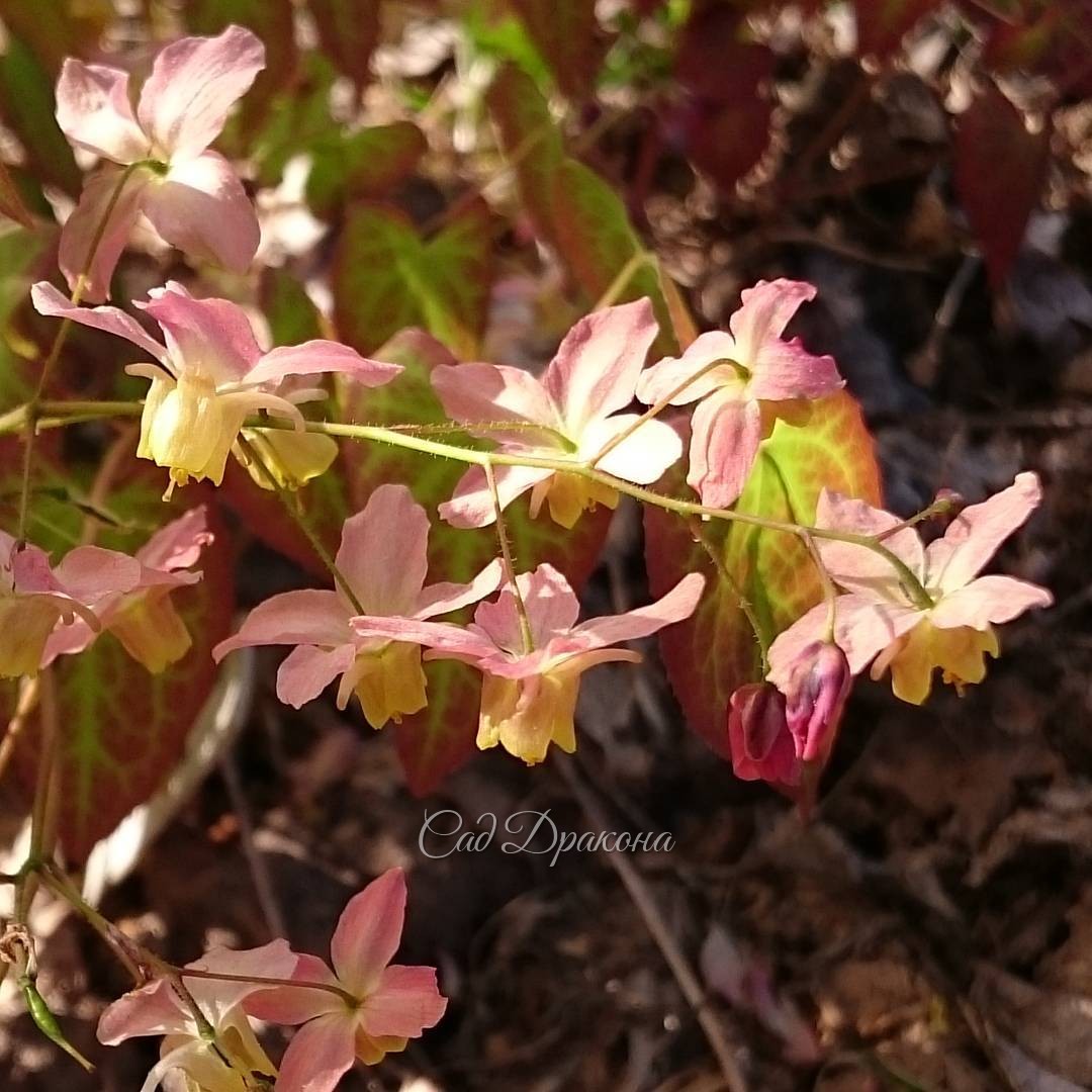 Веточка горянки versicolor "Cupreum" так дрожала на нашем постоянном ветерке, что я и не надеялась получить хотя бы один чёткий кадр! ? ?? Epimedium versicolor "Cupreum"