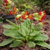 Primula veris "Sunset Shade" - это сорт всем нам известных "баранчиков", что цветут весной по лугам, примулы весенней. Правда, яркое достижение? 😊 🌱