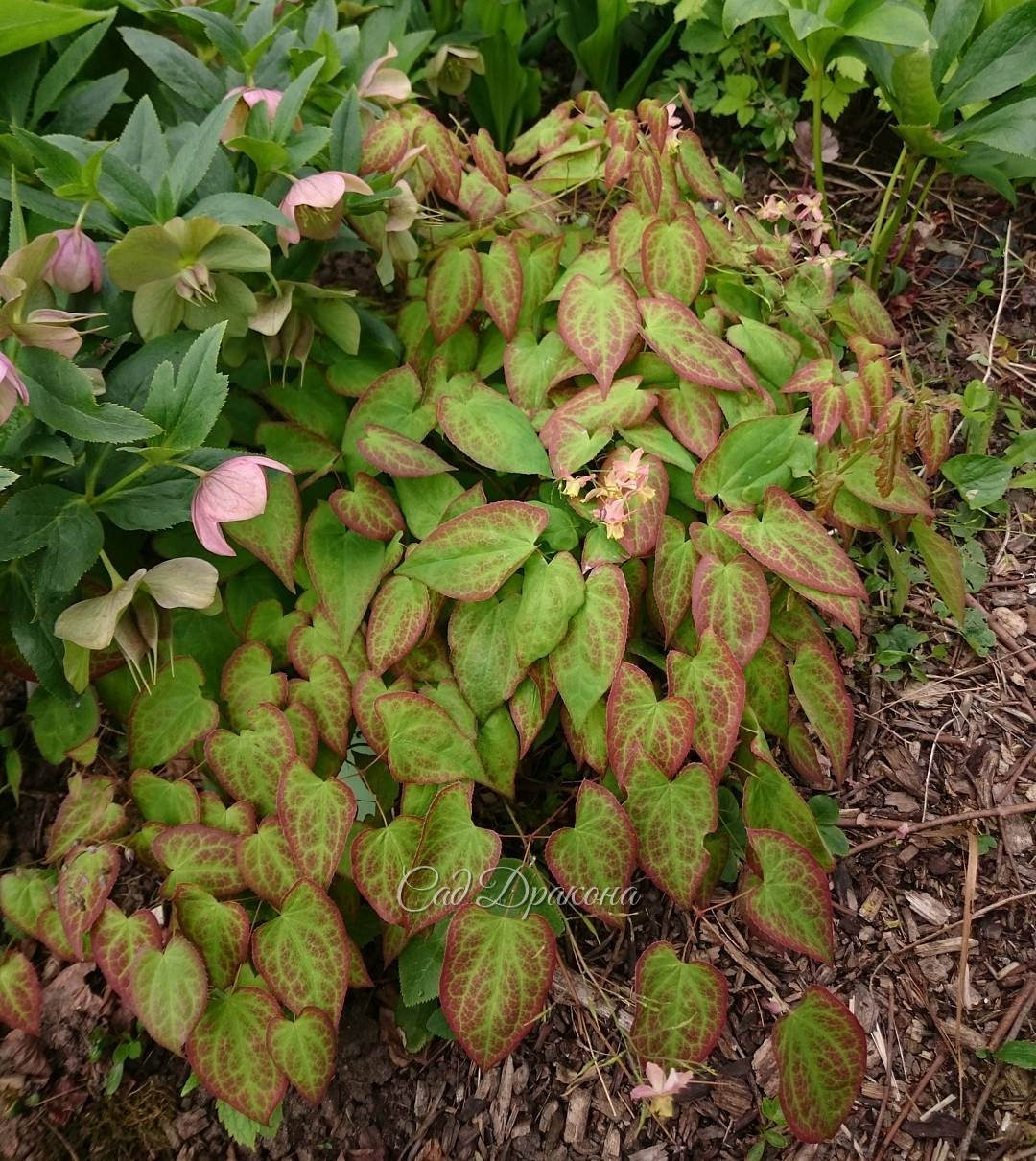 Молодые листья горянки versicolor "Cupreum" - после отцветания куст остаётся очень декоративным. ?? ? ? Epimedium versicolor "Cupreum".