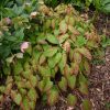 Молодые листья горянки versicolor "Cupreum" - после отцветания куст остаётся очень декоративным. 🍃🍀 💚 🌿 Epimedium versicolor "Cupreum".