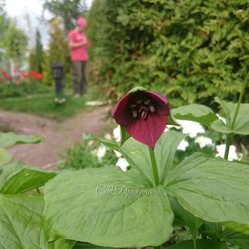 Trillium "Erectum Purple" и вдалеке. ? ?